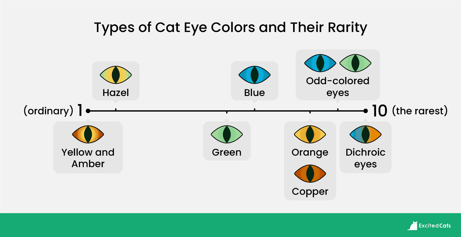 Types of cat eyes hot sale