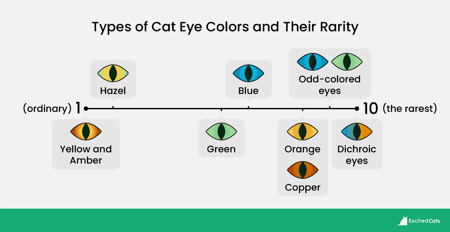 Which Eye Colors Are the Rarest? - All About Vision