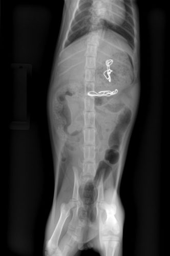 x-ray-cat-foreign-body