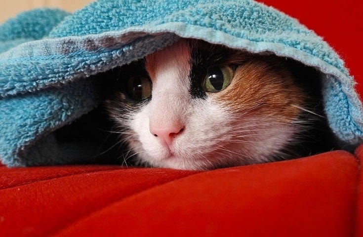 Under the blanket