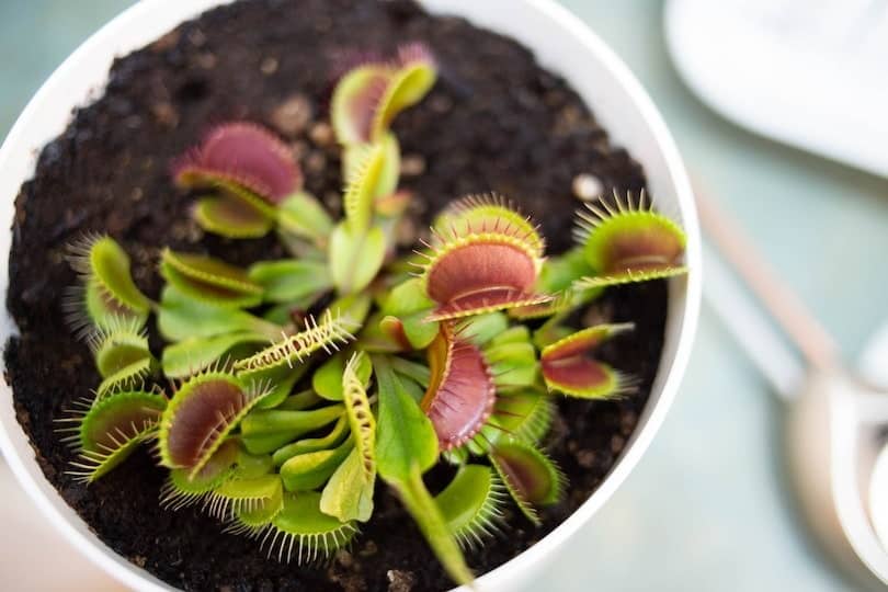 Venus flytrap in a pot