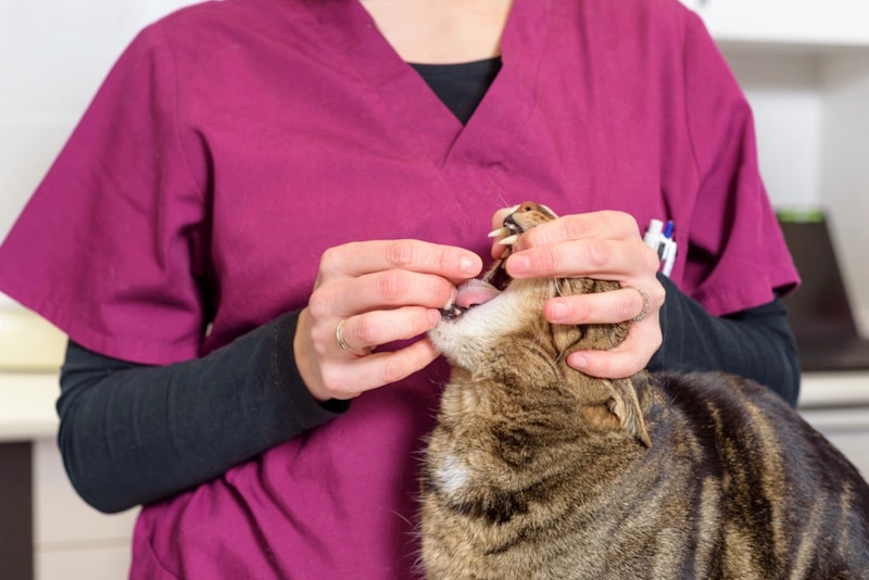Vet giving deworming tablet to cat