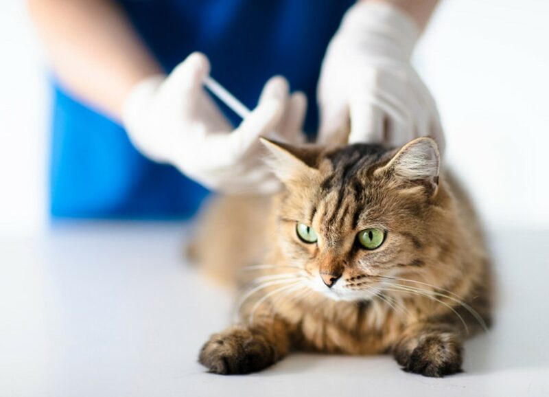 Distemper Vaccine for Cats Our Vet's Guide Catster