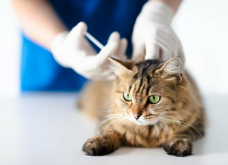 Veterinarian-at-vet-clinic-giving-injection-to-cat_Tom-Wang_Shutterstock-e1666712174312