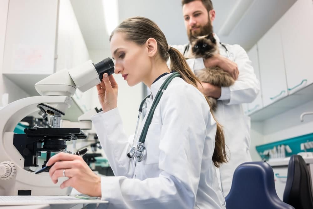 Veterinarian doctors analyzing blood samples of cat in laboratory under microscope