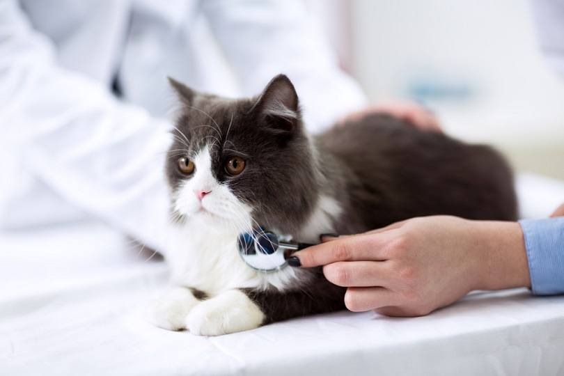 Veterinarian examining a kitten_didesign021_shutterstock