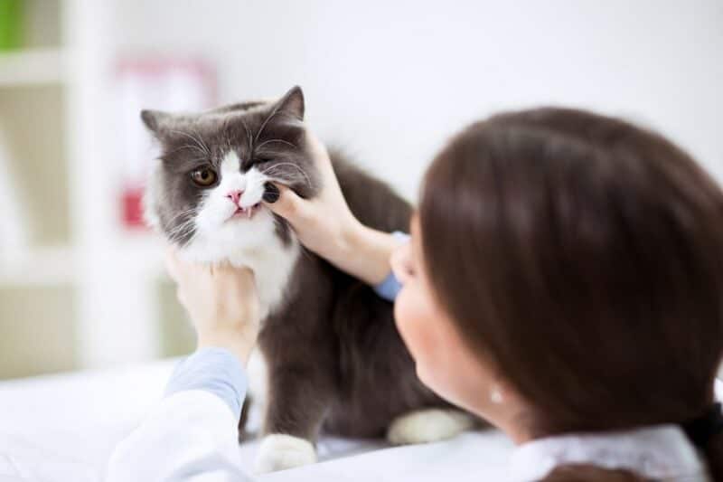 Veterinarian examining teeth of Persian Cat