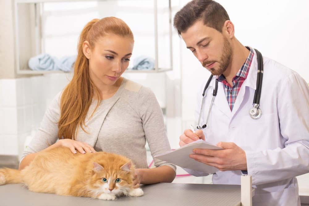 Veterinarian explaining to woman cat medical condition