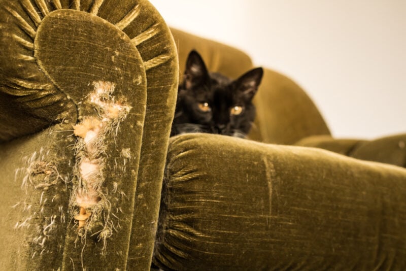 Vintage plush chair destroyed with feline claws