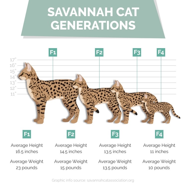 Visual differences savannah cat