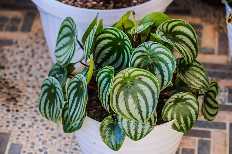 Watermelon Peperomia