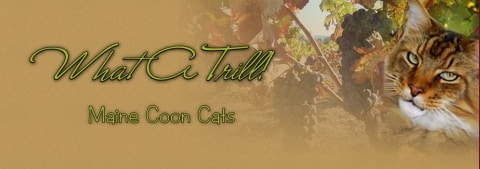 WhataTrill maine coon cats logo