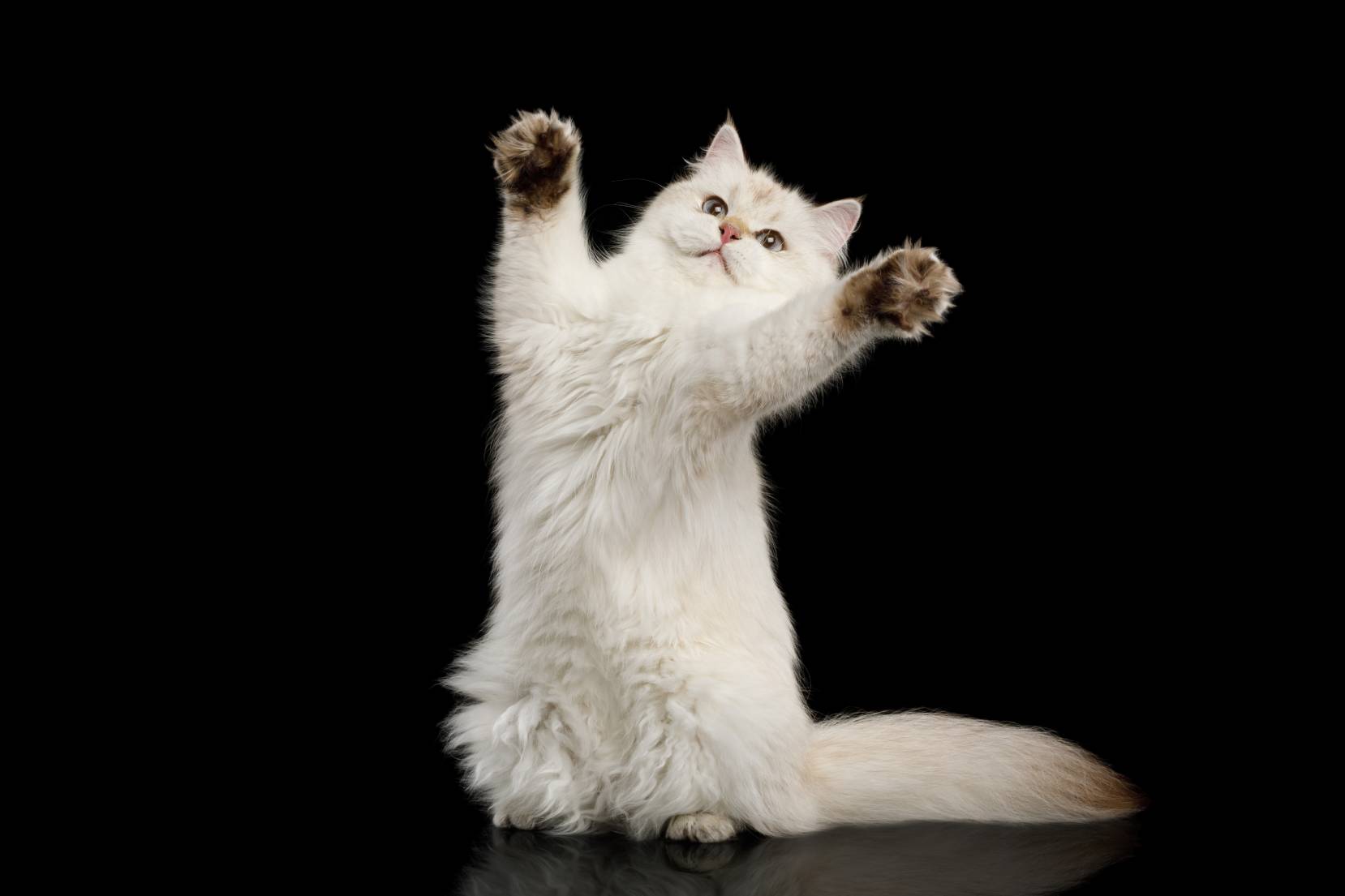 White British Shorthair