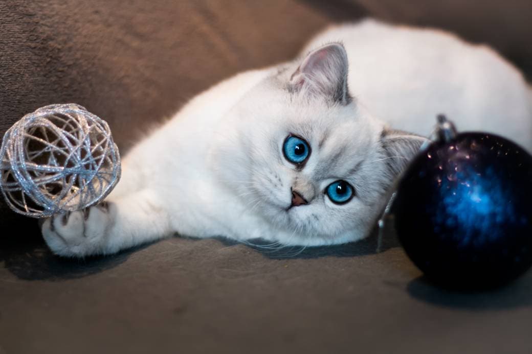 White British Shorthair