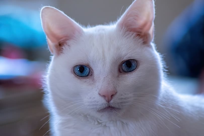 White Cat Blue Eyes
