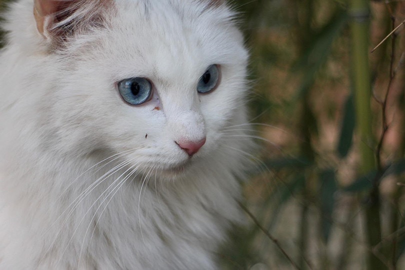 White Cat with Blue Eyes