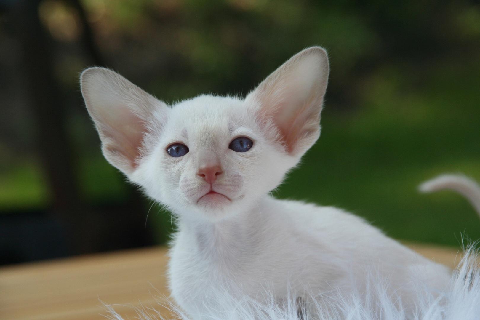 White Devon Rex Kitten