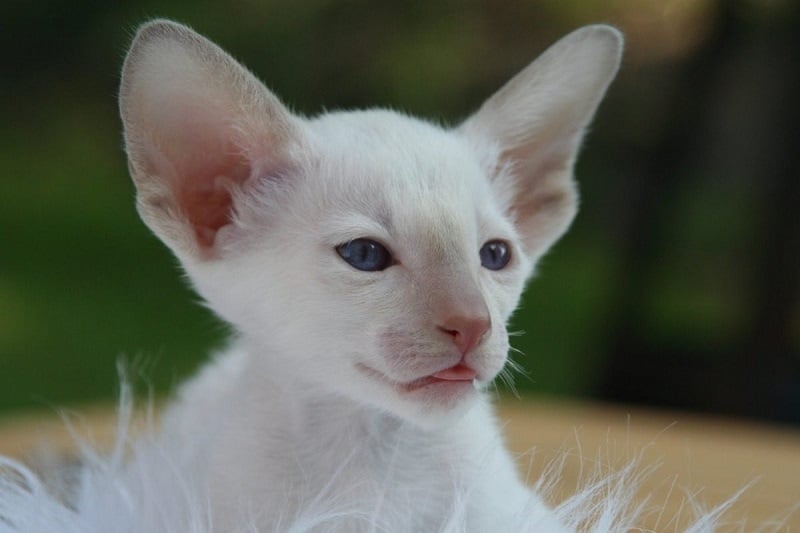 White Oriental Long Hair