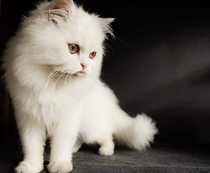 White Persian Cat on Gray Floor