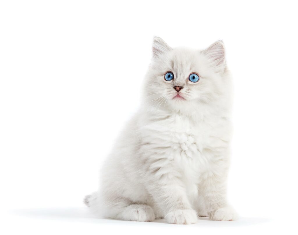 White Ragdoll kitten