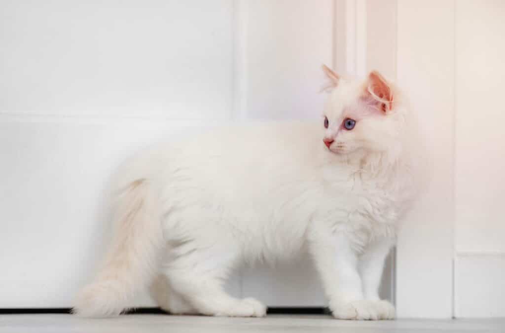 White-Ragdoll-Cat