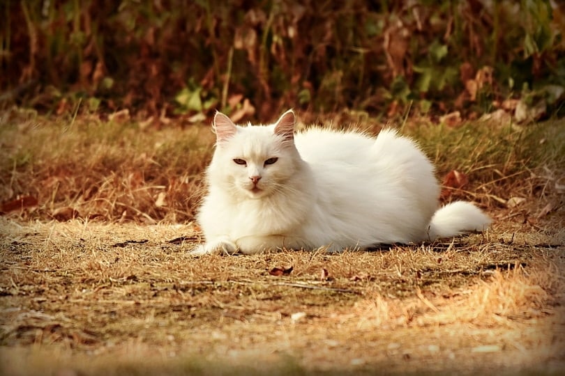 White cat laying on dry grass