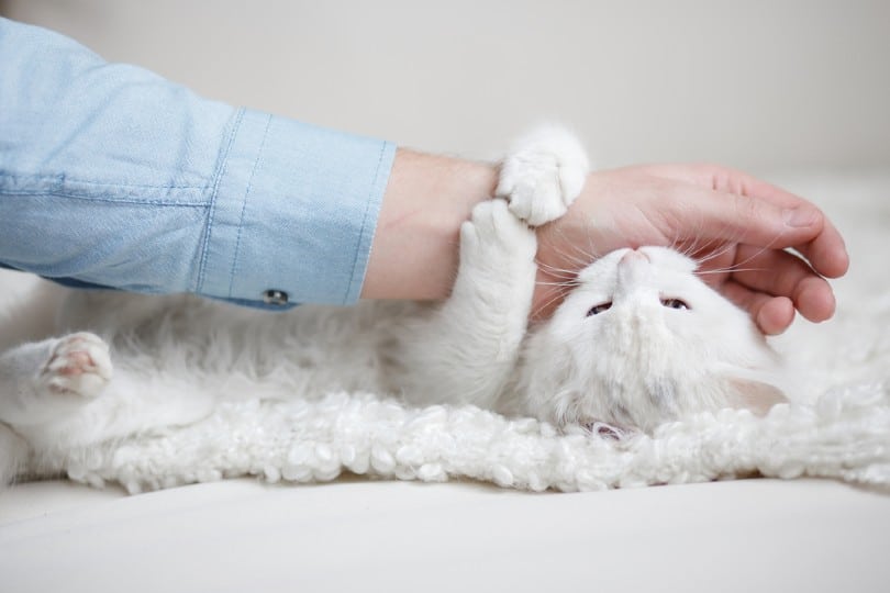 playing with cat_Vika Hova, Shutterstock