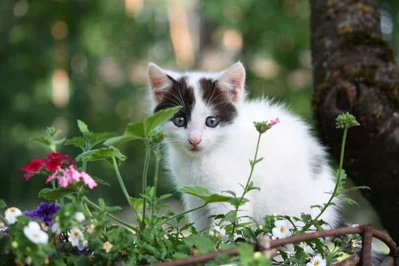 White kitten with black markings sitting in the flower bed