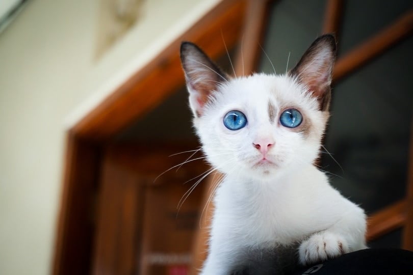 White kitten with blue eyes