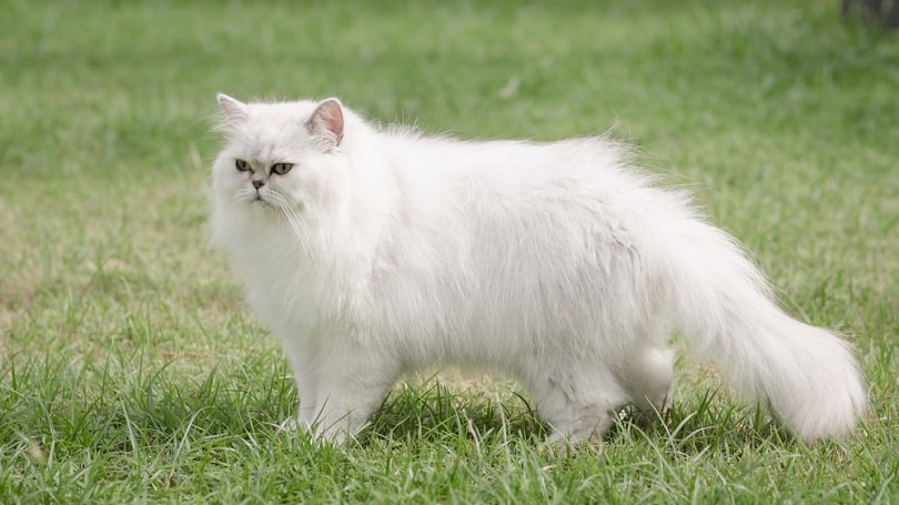 White persian cat walking on green grass