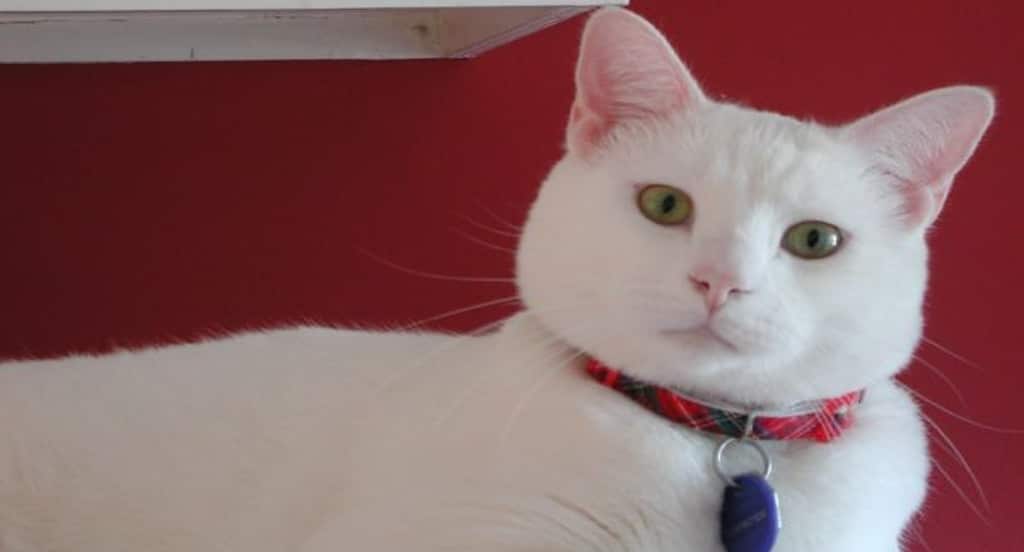 White Domestic Shorthair Cat