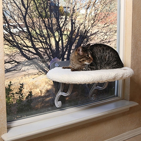 Window Perch