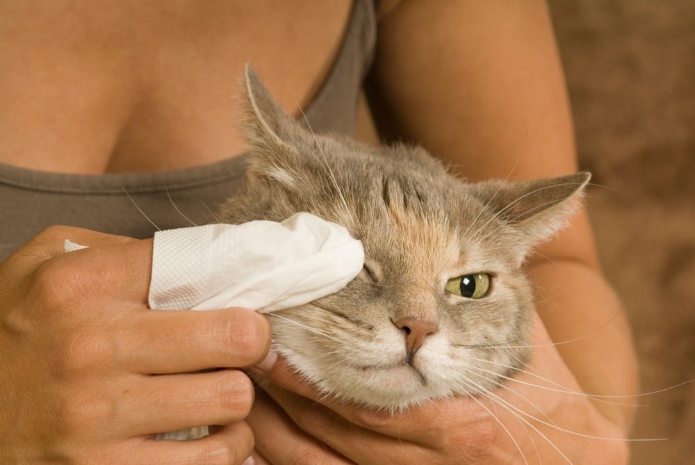 Woman cleans a cat's eyes