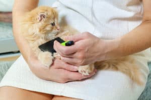 Woman-holding-and-brushing-her-little-kitten