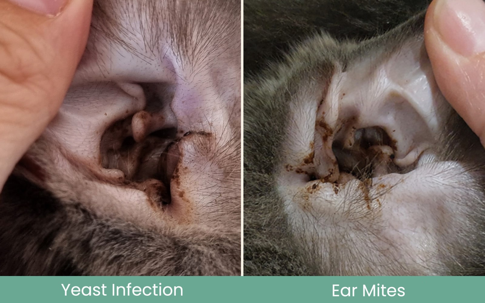 Yeast Infection Ear mites Side By Side
