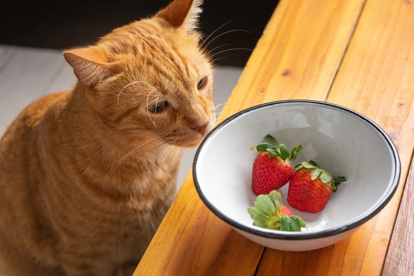 Yellow cat looking a bowl with strawberries_guajilo studio_shutterstock