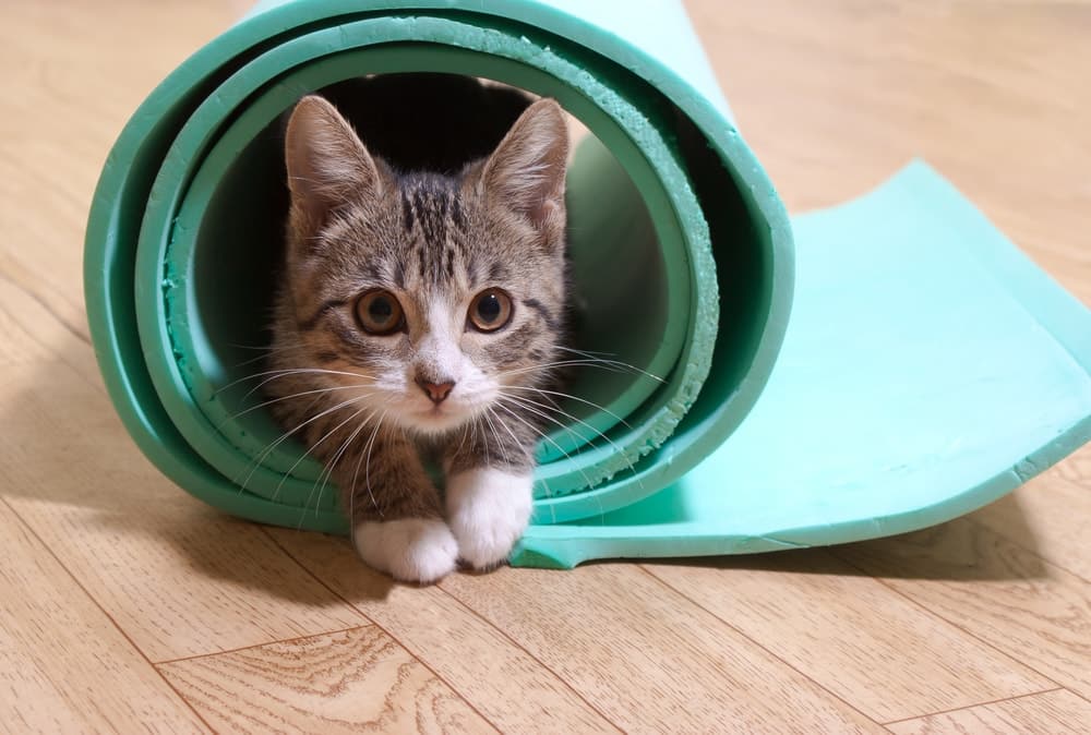 9 DIY Cat Litter Mats You Can Make Today (With Pictures) - Catster