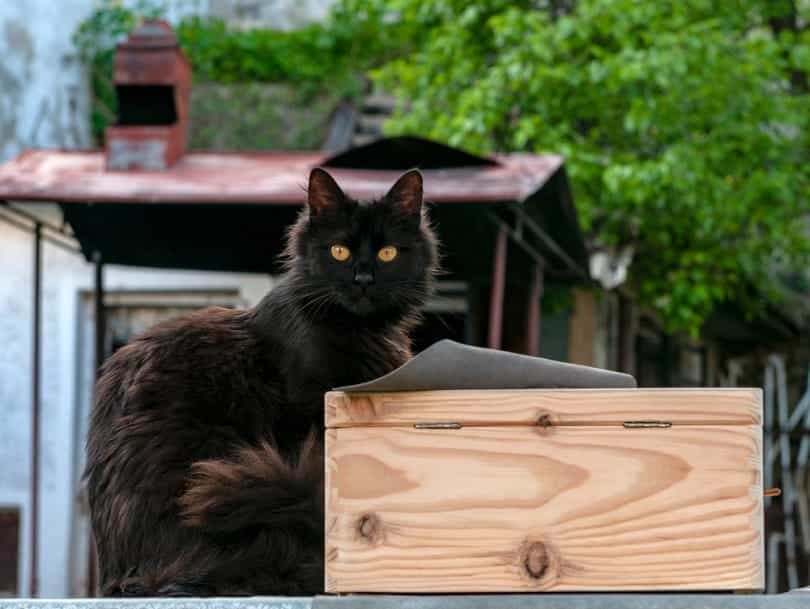 York chocolate cat on box_Ciprian Gherghias_shutterstock