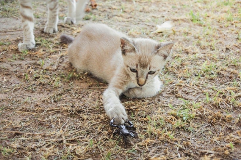 Young cat fighting with scorpion