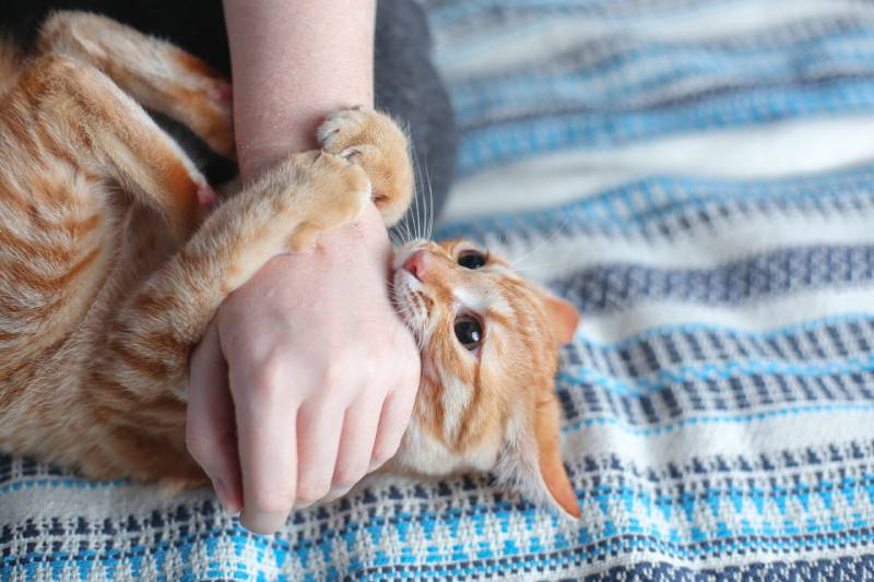 Young domestic red cat bites womans hand