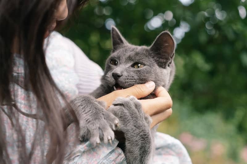 Young lady scratching cats chin