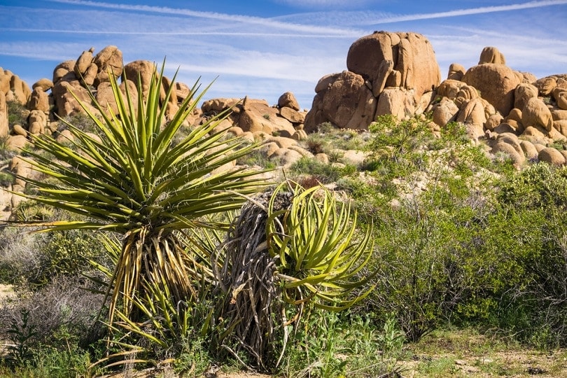 Yucca schidigera in the desert