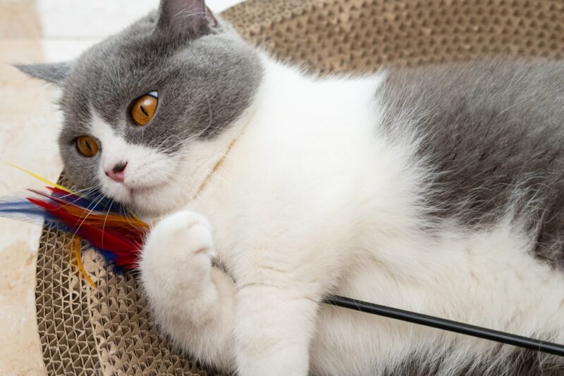 a British short hair cat playing with a feathered rod on a corrugate cat scratcher