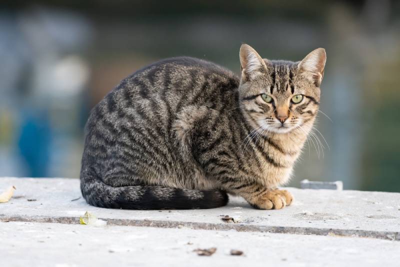 a California Spangled cat sitting outdoors