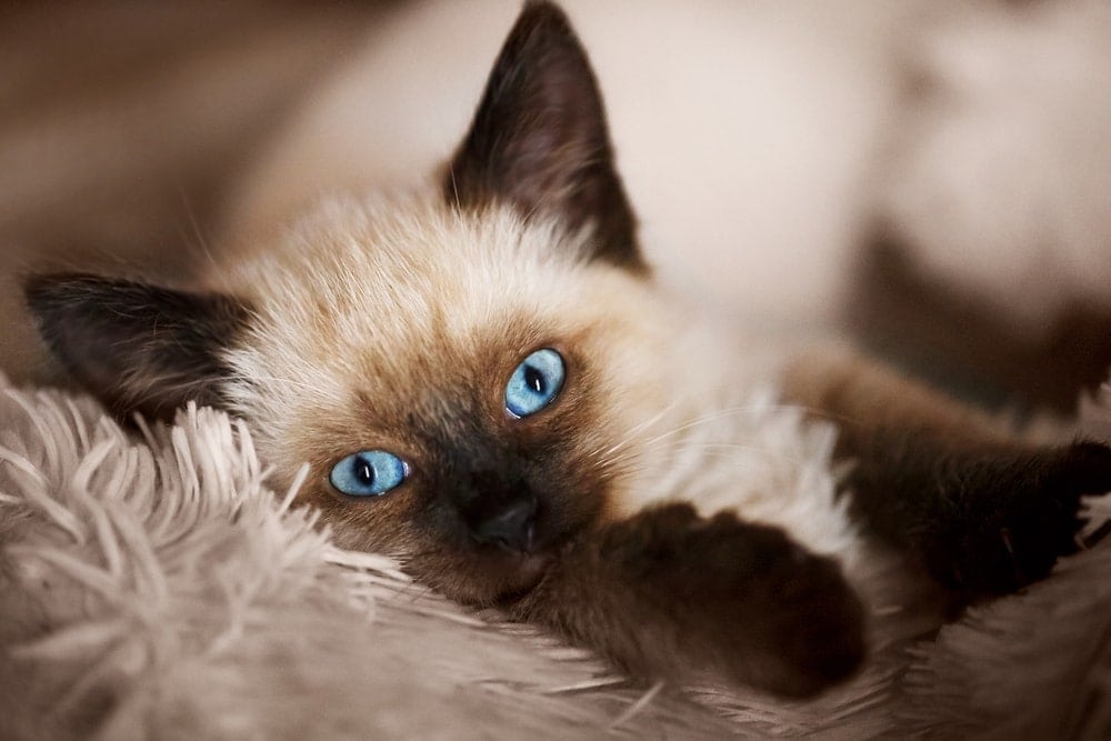a balinese kitten with blue eyes lying on a rug