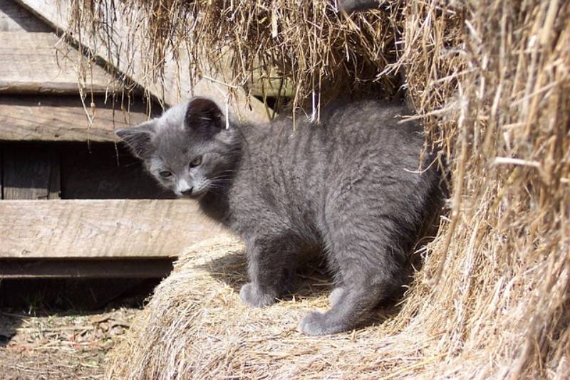 a barn cat standing outside on a sunny day