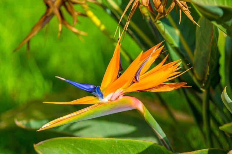 a beautiful Birds of Paradise flower