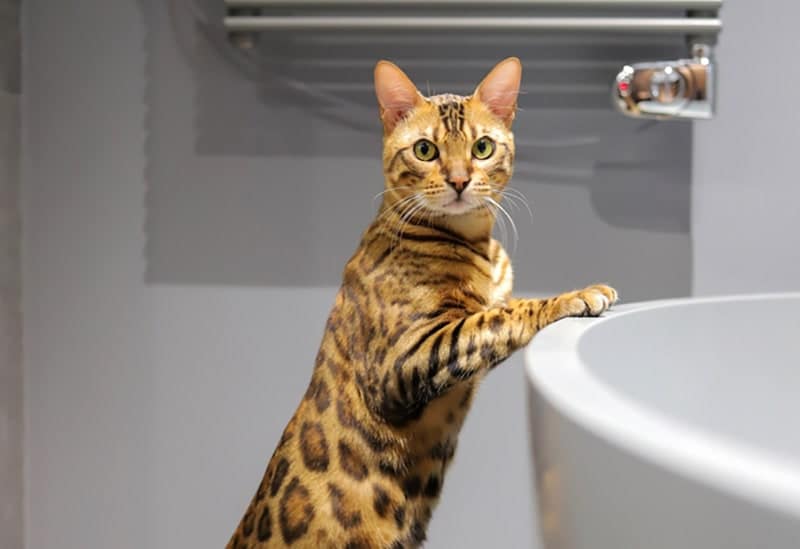 a bengal cat leaning on the bathtub