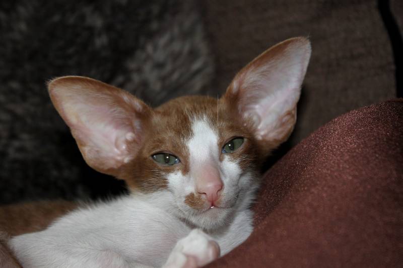 a bi-color oriental shorthair cat