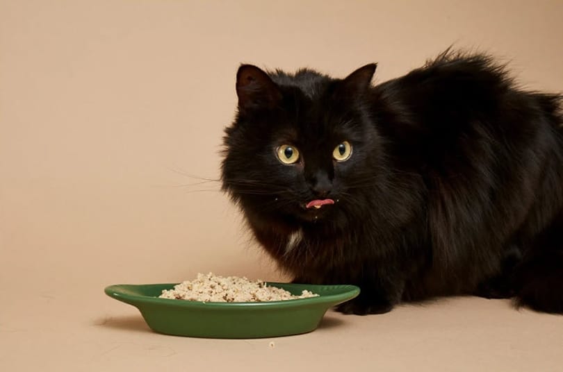 a black cat eating a smalls pet food from a green bowl